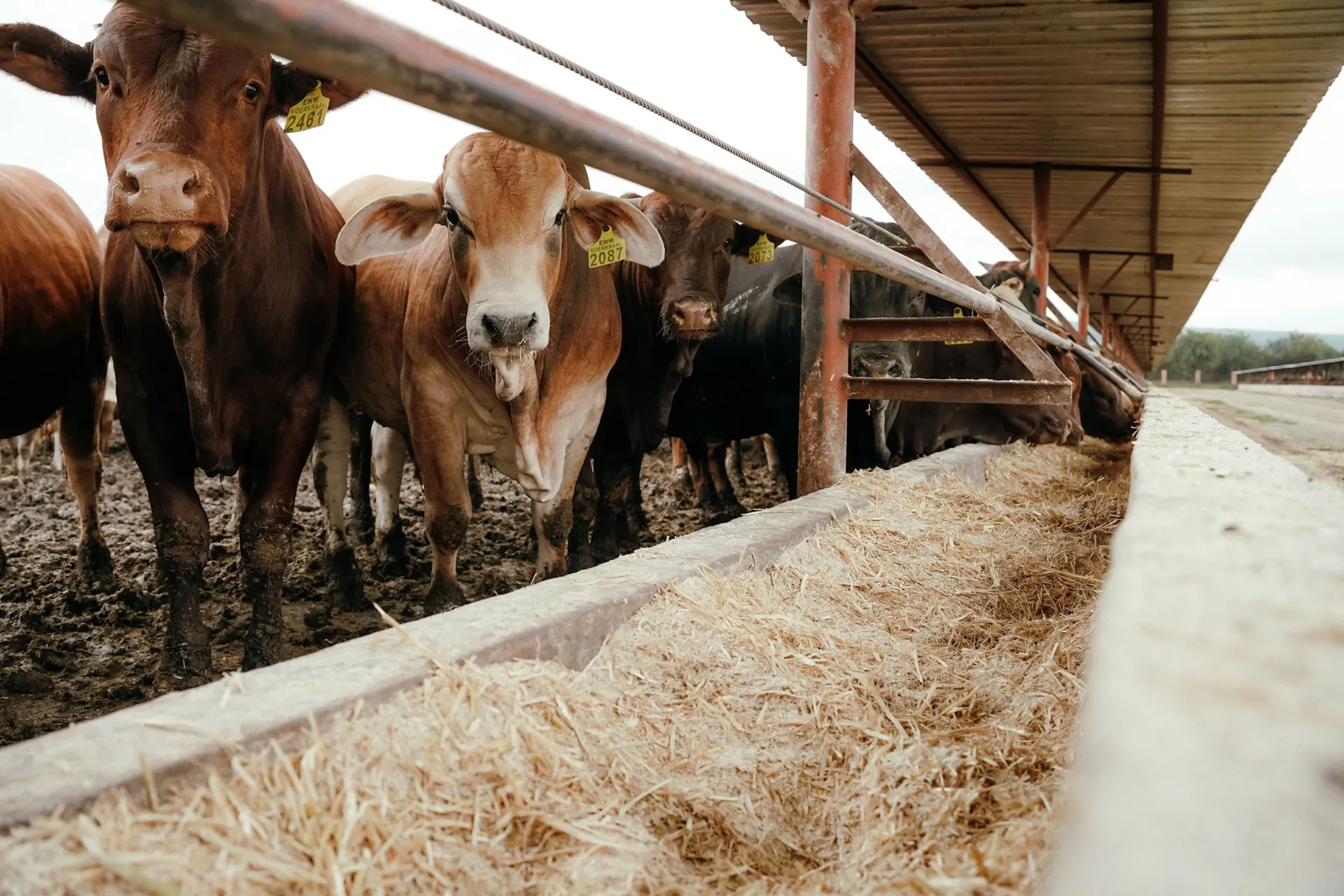 Cocho corrido de confinamento com silagem, animais brincados alimentando-se sob a cobertura