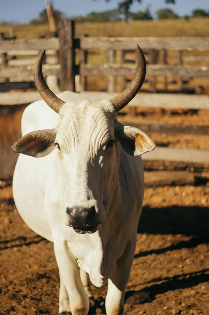 Nelore no curral de manejo, com a estrutura de madeira do brete ao fundo